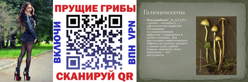 Галлюциногенные грибы Psilocybine cubensis Городец